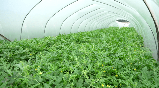 夏日"续命"西瓜——"小糖丸"清凉来袭_种植_回龙镇_钟山县