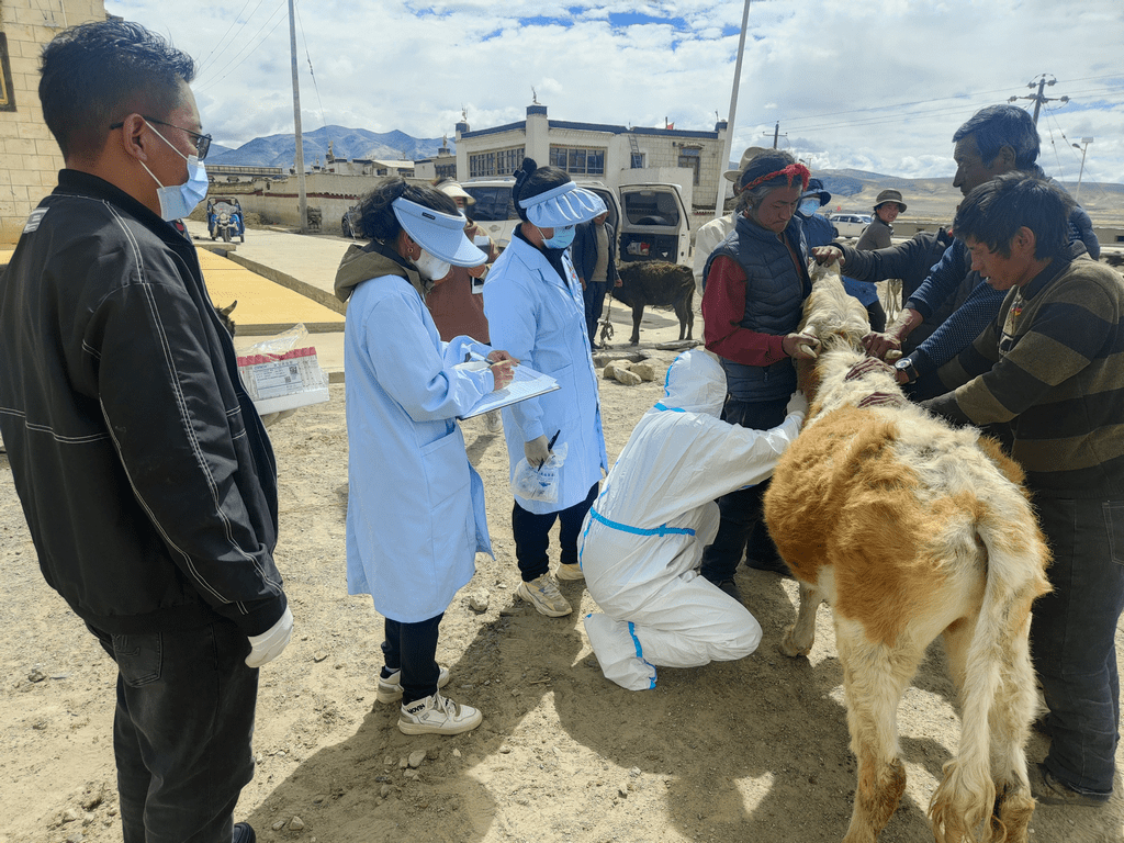 采样过程中技术人员严格按照操作规程对畜禽进行实地采血,血清分离并