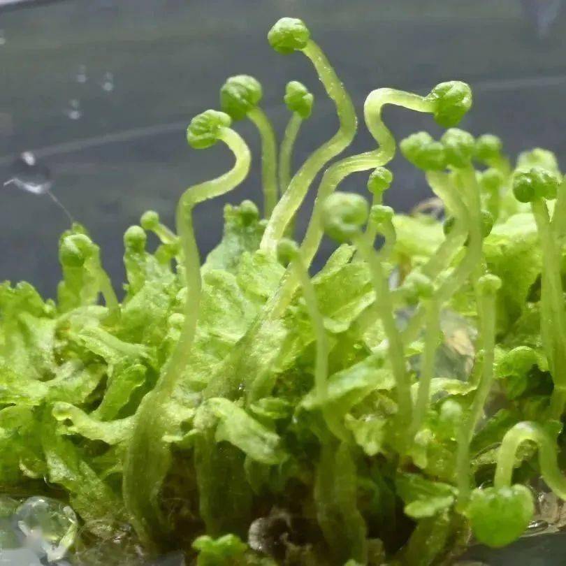 王佳伟研究组在单细胞精度揭示了苔藓类植物地钱的成熟和衰老轨迹