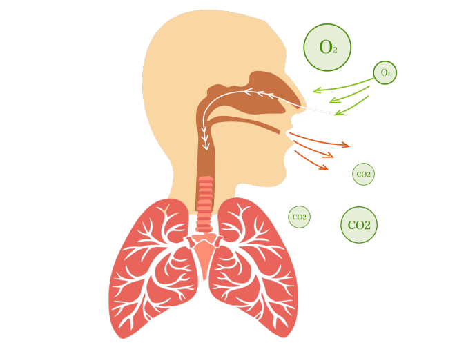 正气_疾病_肺部