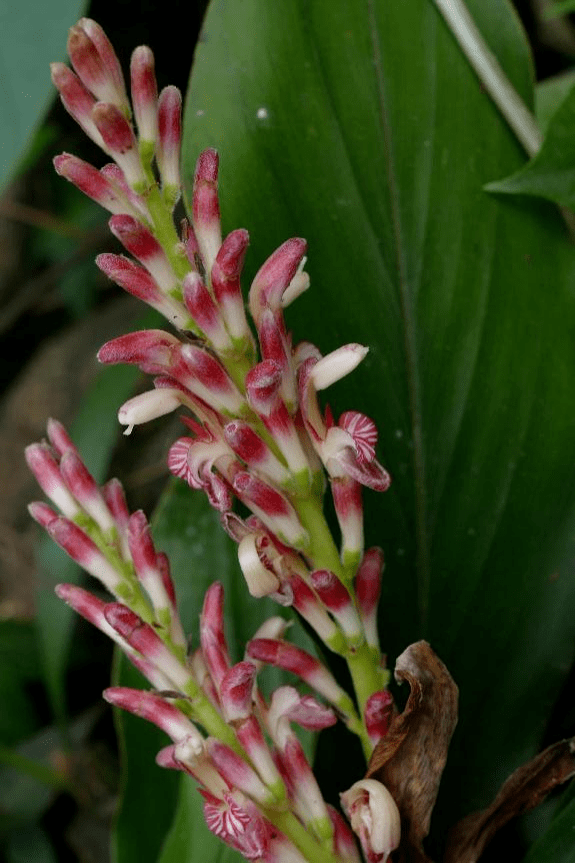向阳而生,白头到老——闭鞘姜丨花颜鸟语_螺旋_草本植物_阳光