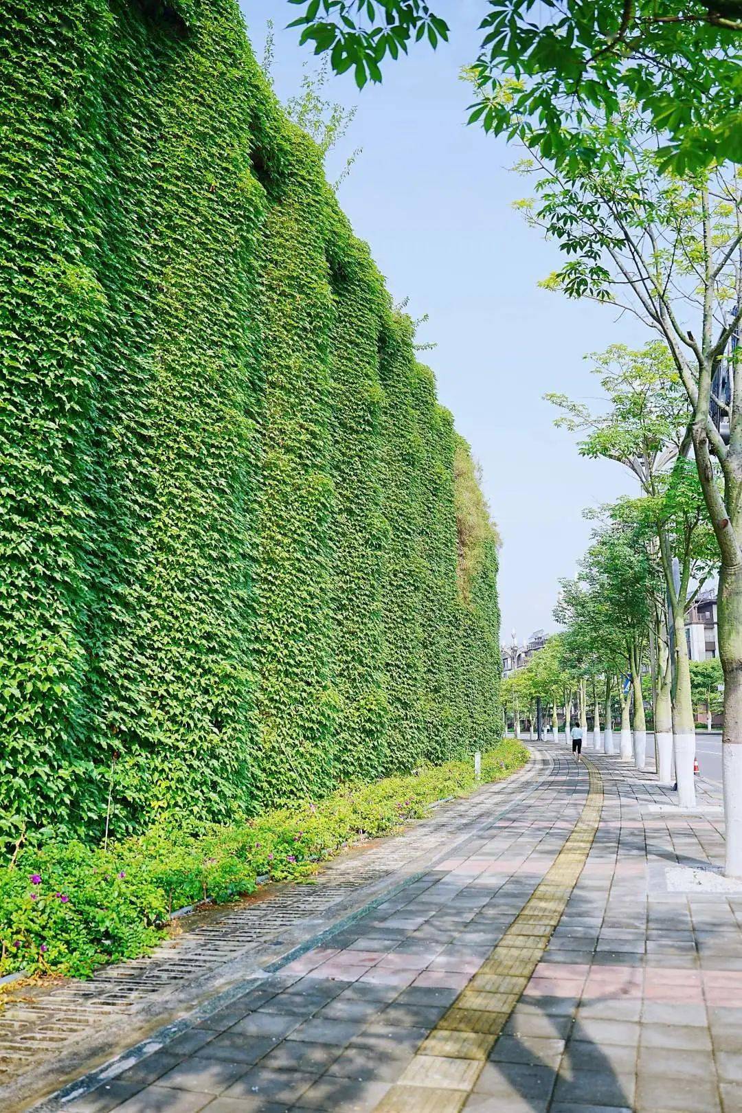 许你夏日清凉,爬山虎爬出"绿野仙踪"