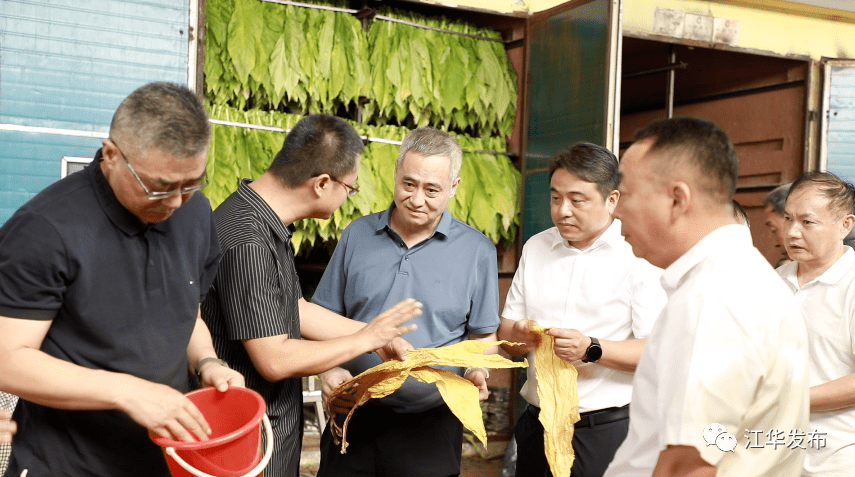 杨志忠一行先后来到大路铺镇五洞村烤烟种植基地和白芒营镇云田烟叶