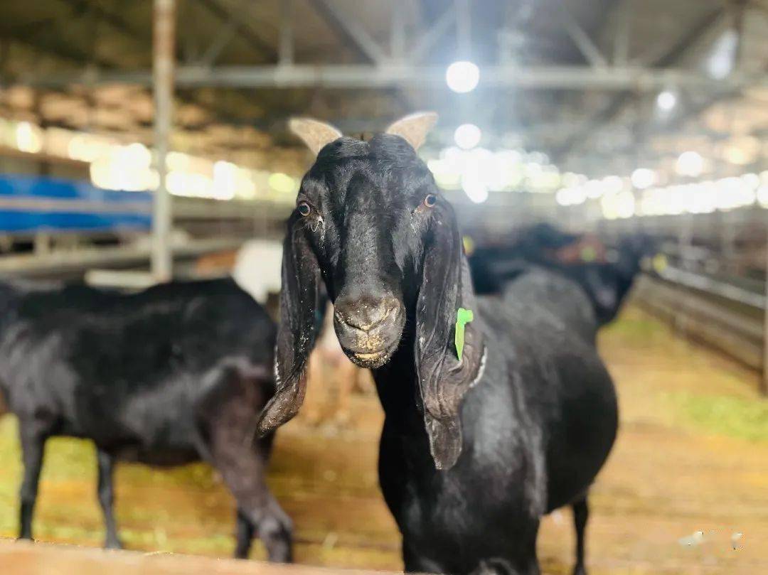 简阳这个镇:"简州大耳羊"育成记 ↓_养殖_产业_江源镇