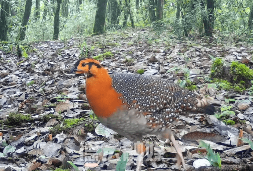 灰腹角雉高频率现身德宏_相机_红外_生态