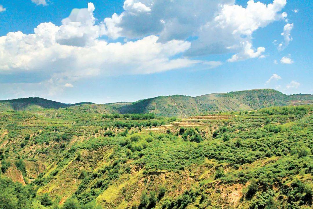 14张对比照片,见证中国沙区黄绿之变_塞罕坝_治沙_柯柯牙