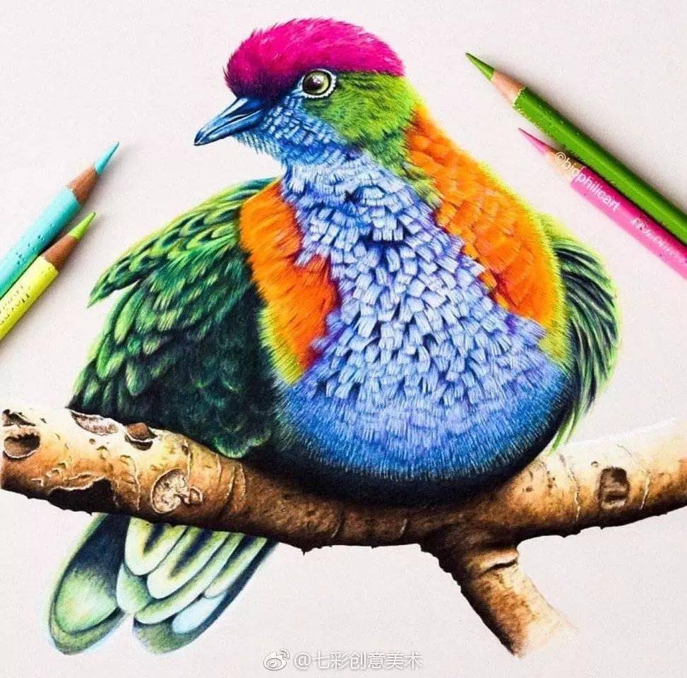 一组彩铅鸟类作品,	小鸟彩铅画图片大全简单,彩铅画图片鸟_视频_教程