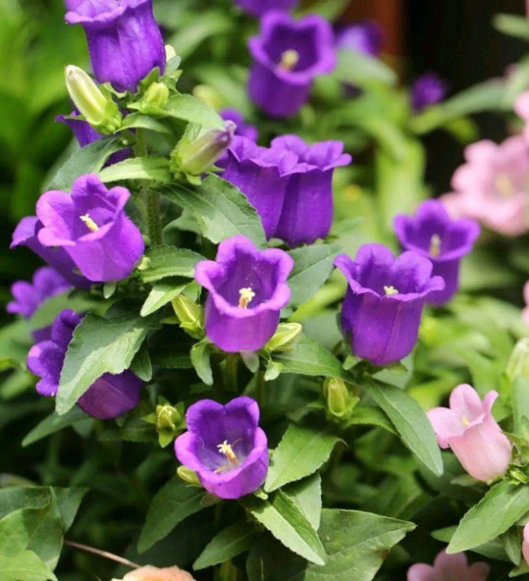 紫色花朵草花图片
