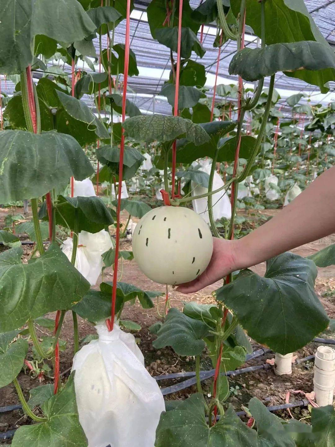 水果季!一大波新品种一"夏"甜蜜!_南沙_种植_西瓜