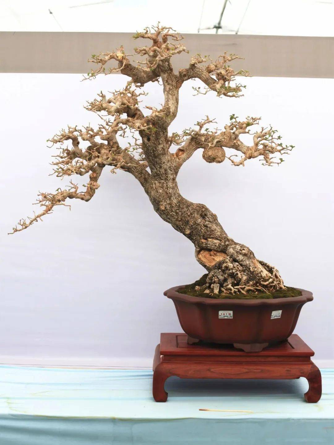 第十届云南省盆景展评选结果已出炉!_cm_规格_清香