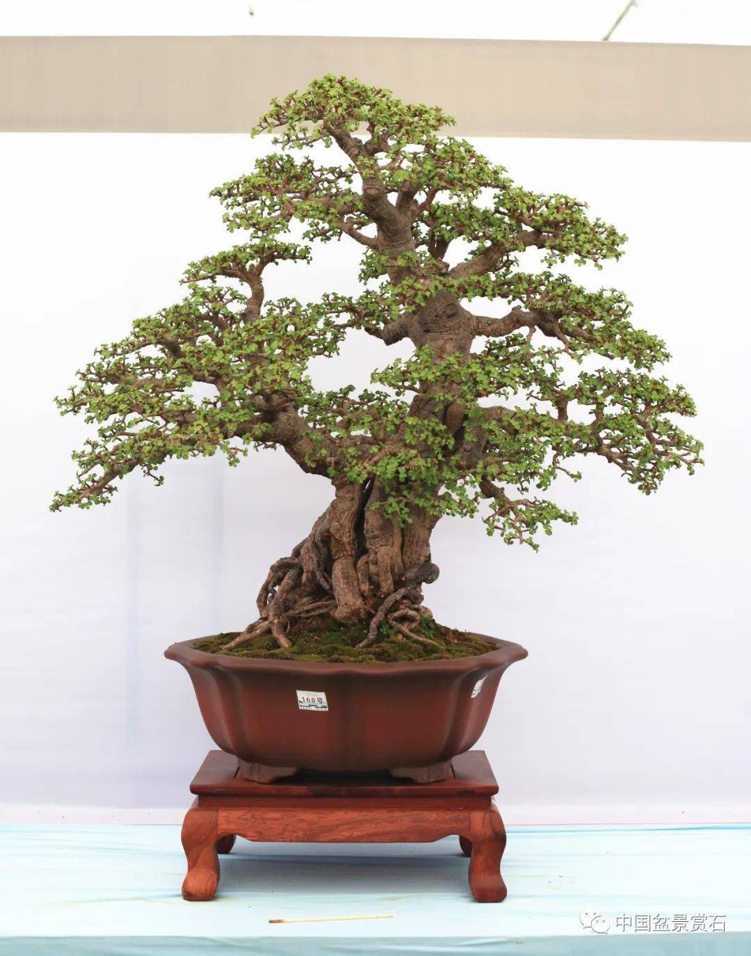 第十届云南省盆景展评选结果已出炉!_cm_规格_清香