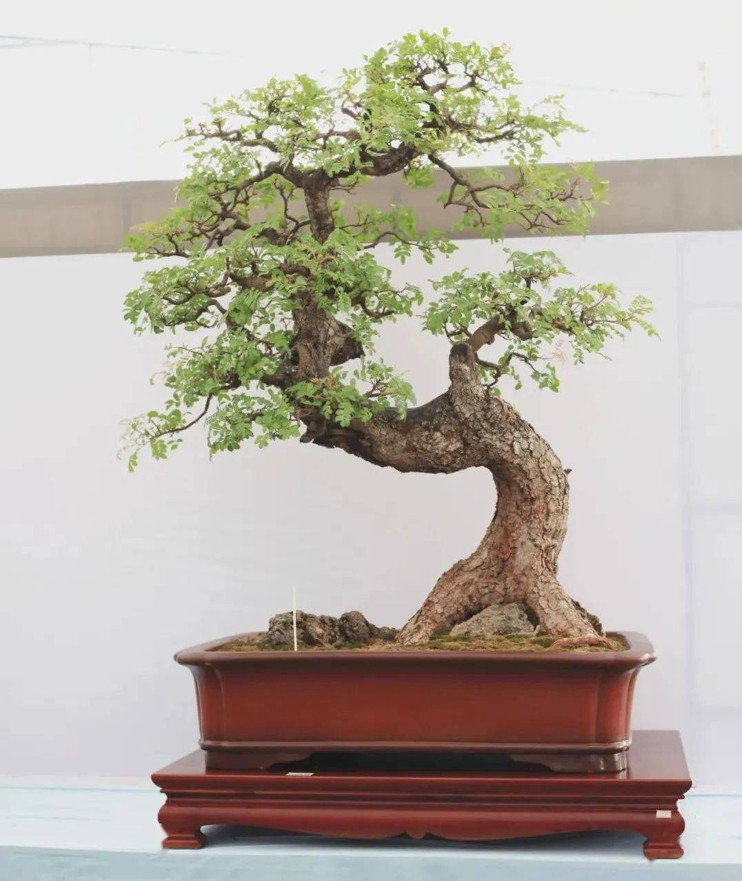 第十届云南省盆景展评选结果已出炉!_cm_规格_清香