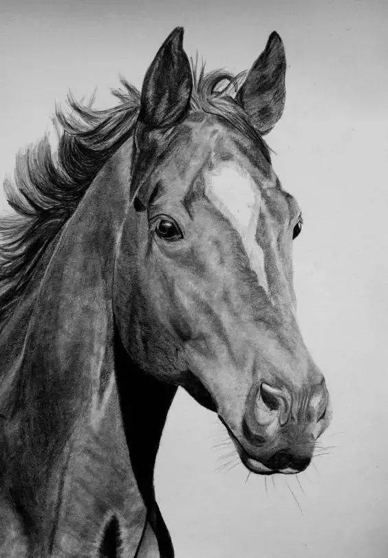 一组野马的素描,十分精彩!_网络_版权_素材