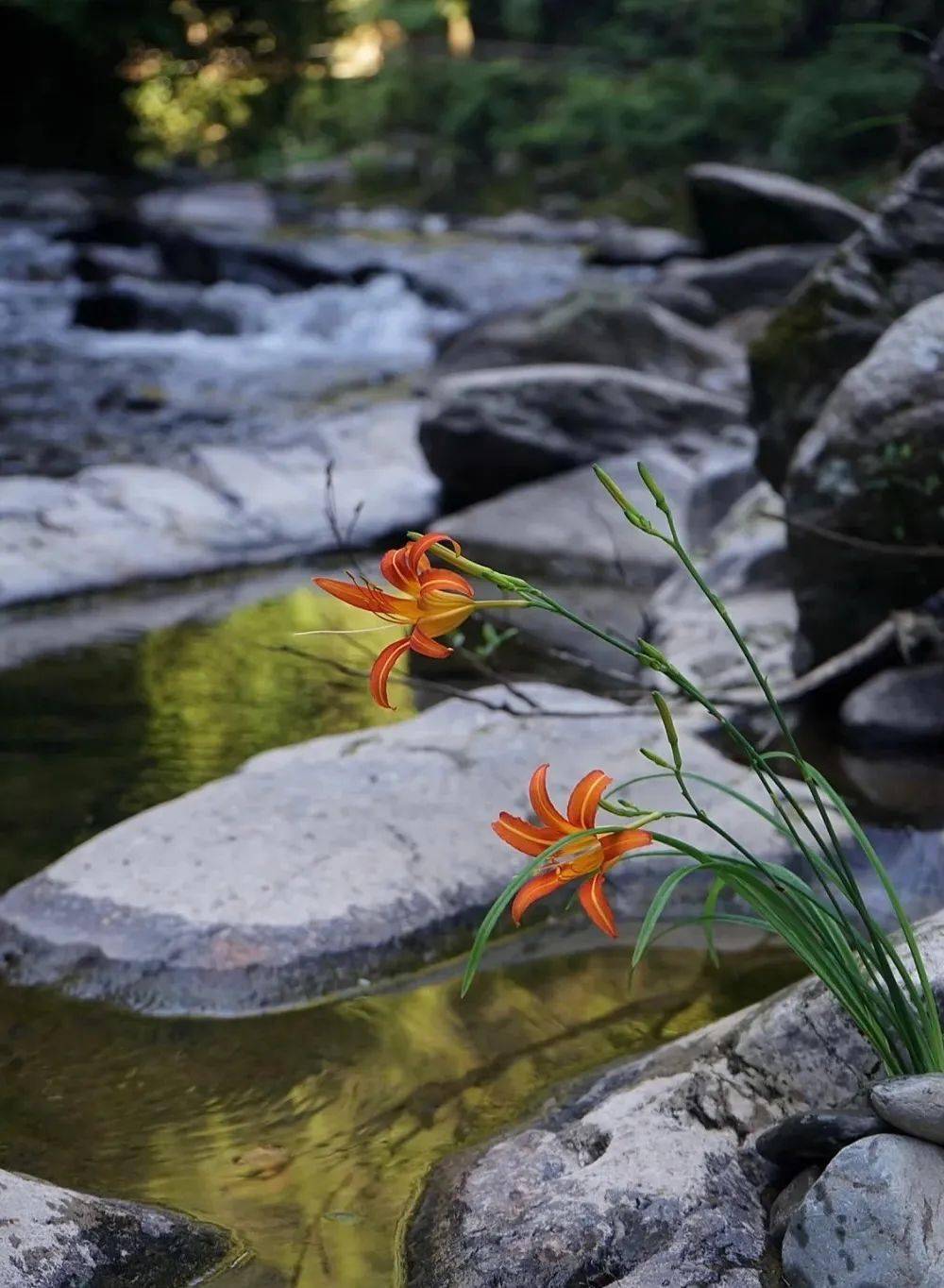 萱草_宜男_母亲