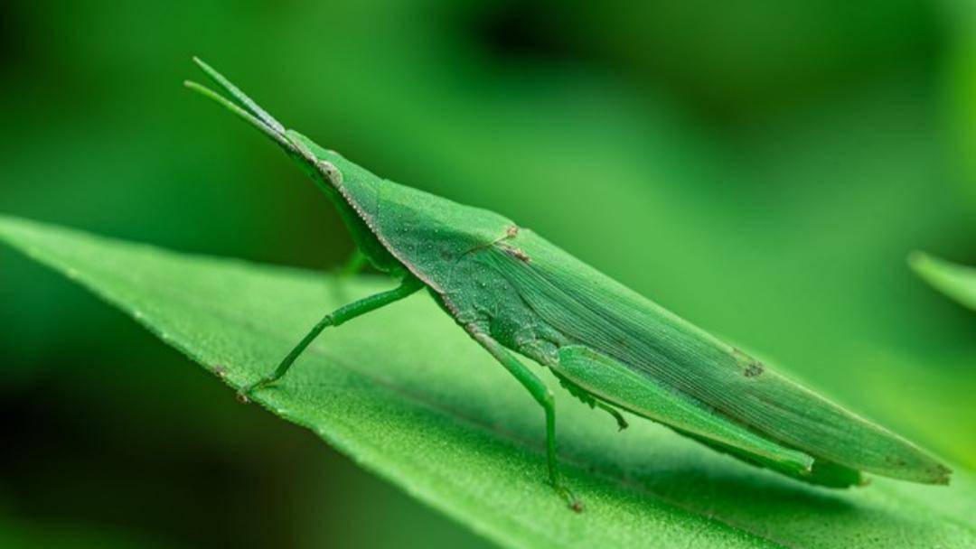 捉蚂蚱:儿时记忆里那道最好吃的食品_花柄_生活_因为
