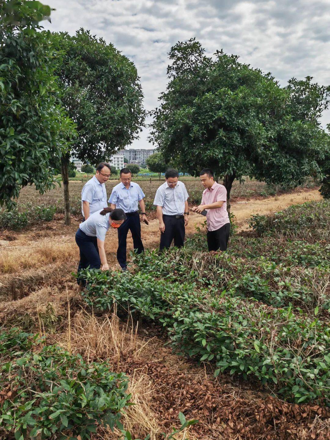 小籽花生,中药材等特色种植产业群基地,并与柳桥村党委书记曹铁光共同