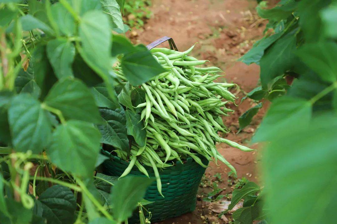 武山"金豆角"喜丰收_种植_大棚_架豆