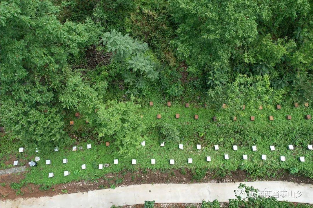 【泰山动态】泰山乡:山地立体农业多点开花_发展_产业_种养殖