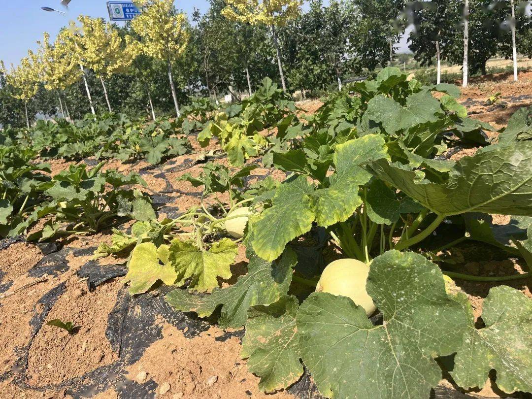 据孙伯镇金丝绞瓜种植合作社指导员介绍,金丝绞瓜每亩地育苗,水肥