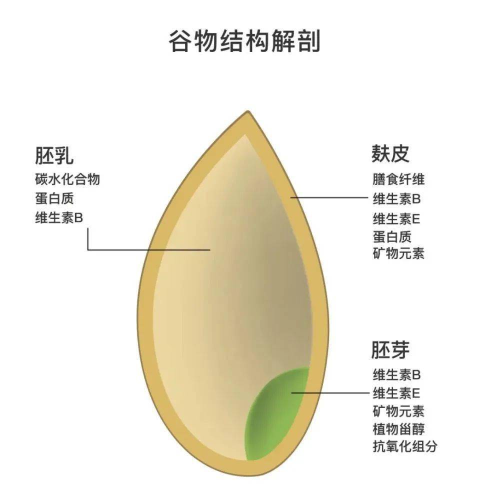 胚乳结构图图片