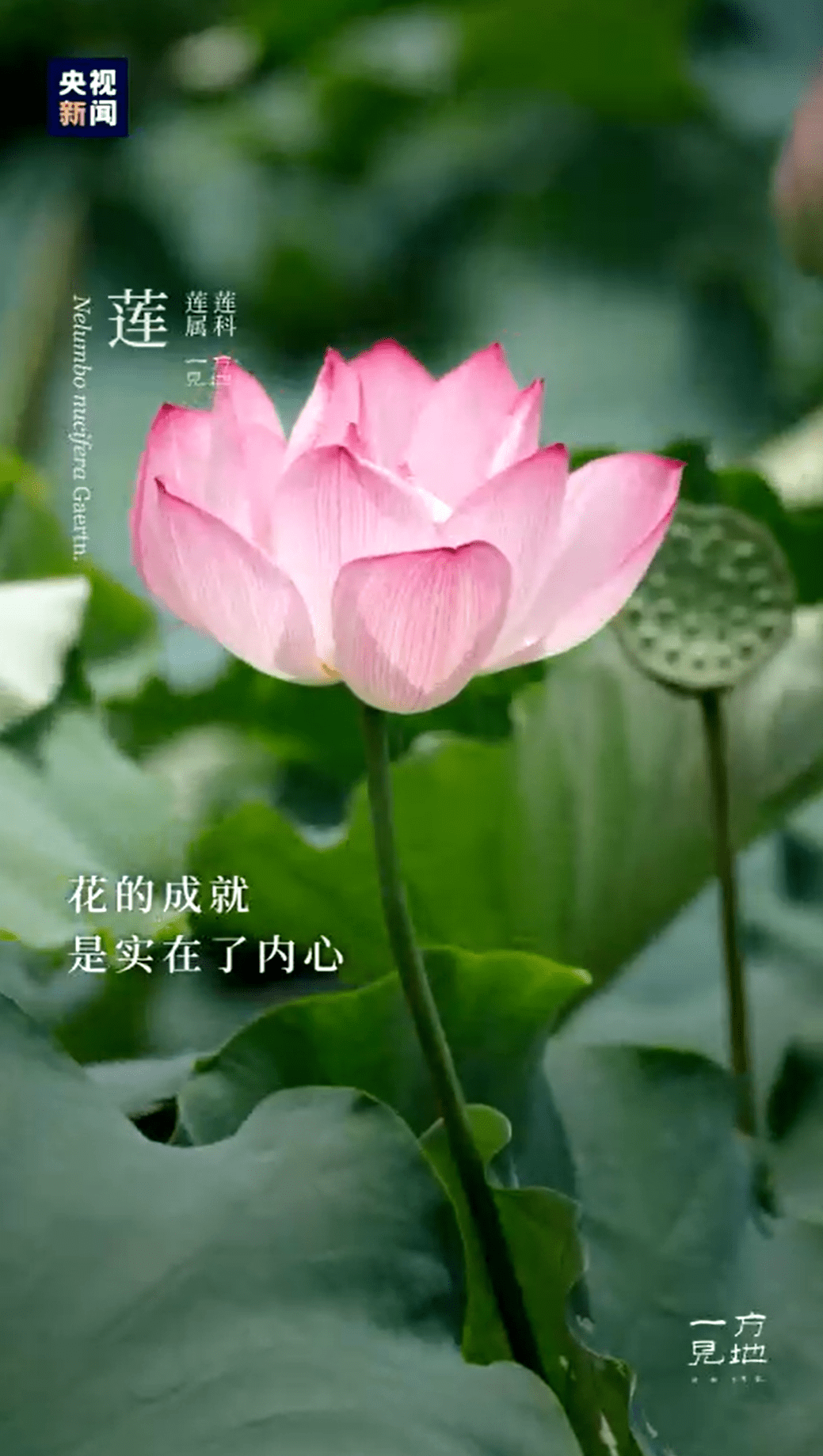 夏至初候 鹿角解