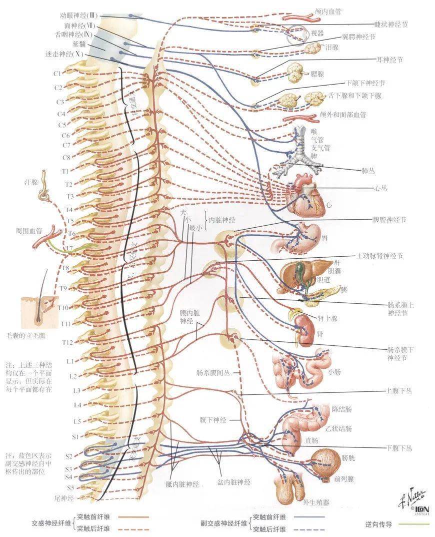 脊神经分支及其支配区 (最全整理)