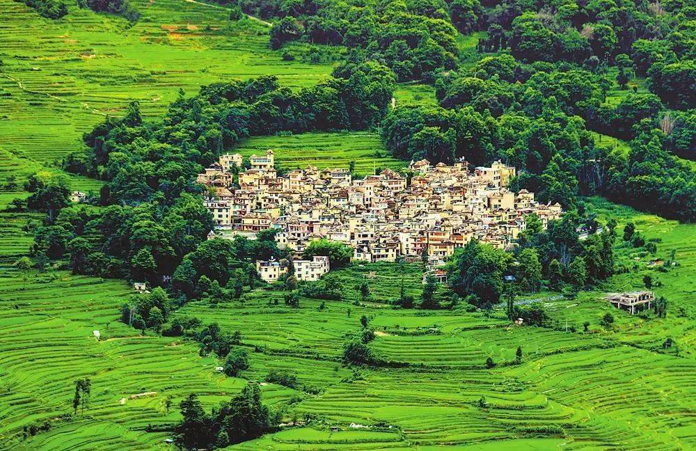 活态遗产 无限生机_梯田_哈尼_森林