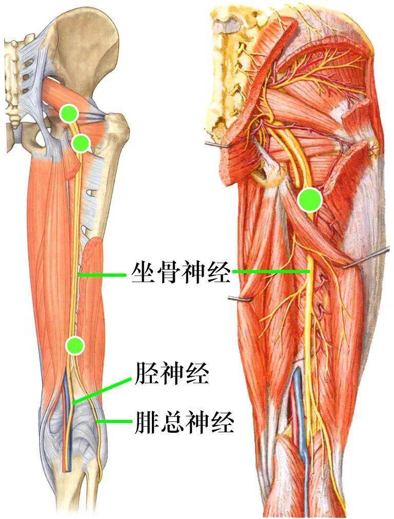 坐骨神经和股后皮神经胫神经腓总神经参考书籍:系统解剖学,人卫版八年