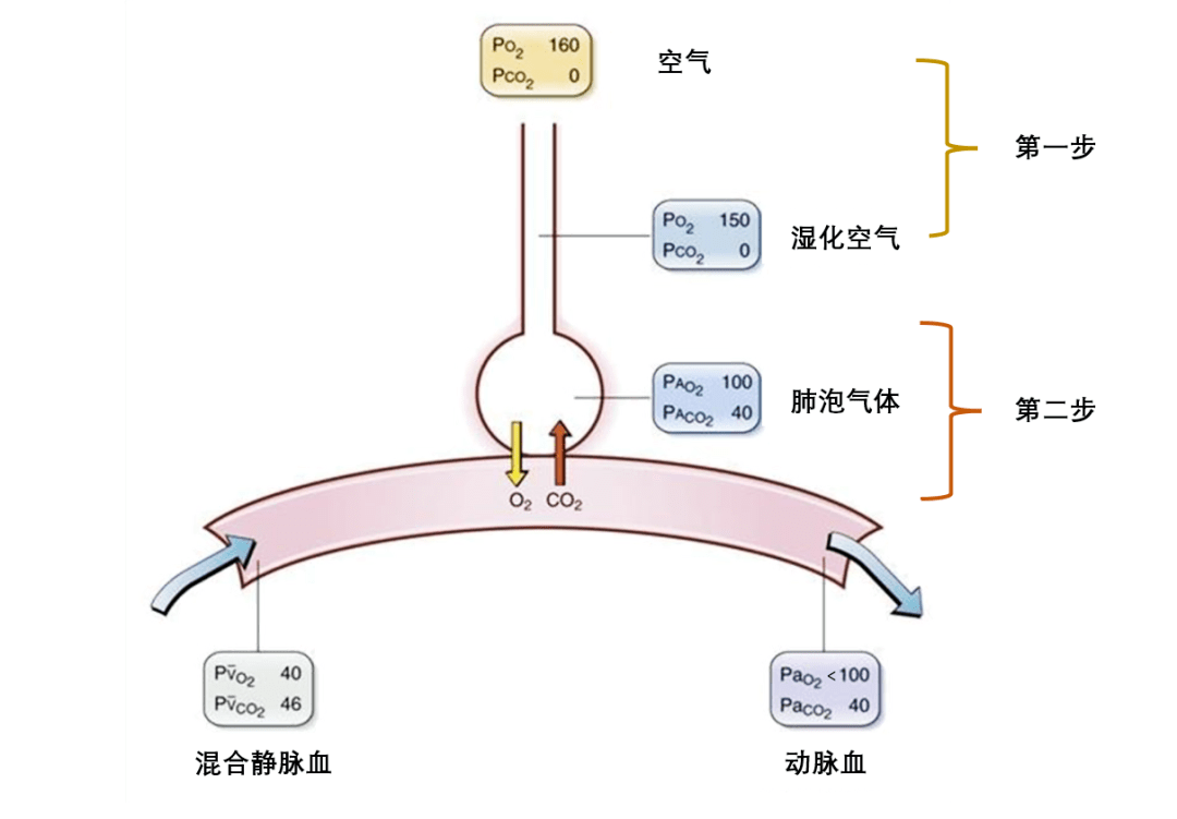 图 1. 氧分压从空气到动脉的变化历程（修改自 physiology 5th ed. gas exc