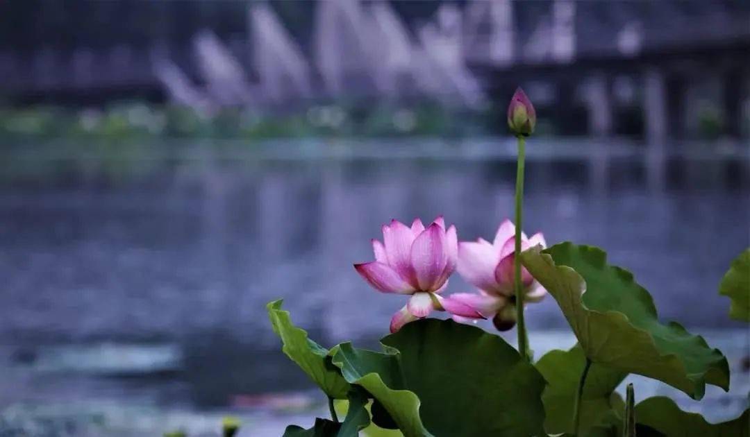 盛夏已至,荷花已开,乘船赏玩,岂不乐哉~_护城河_荷叶_许昌