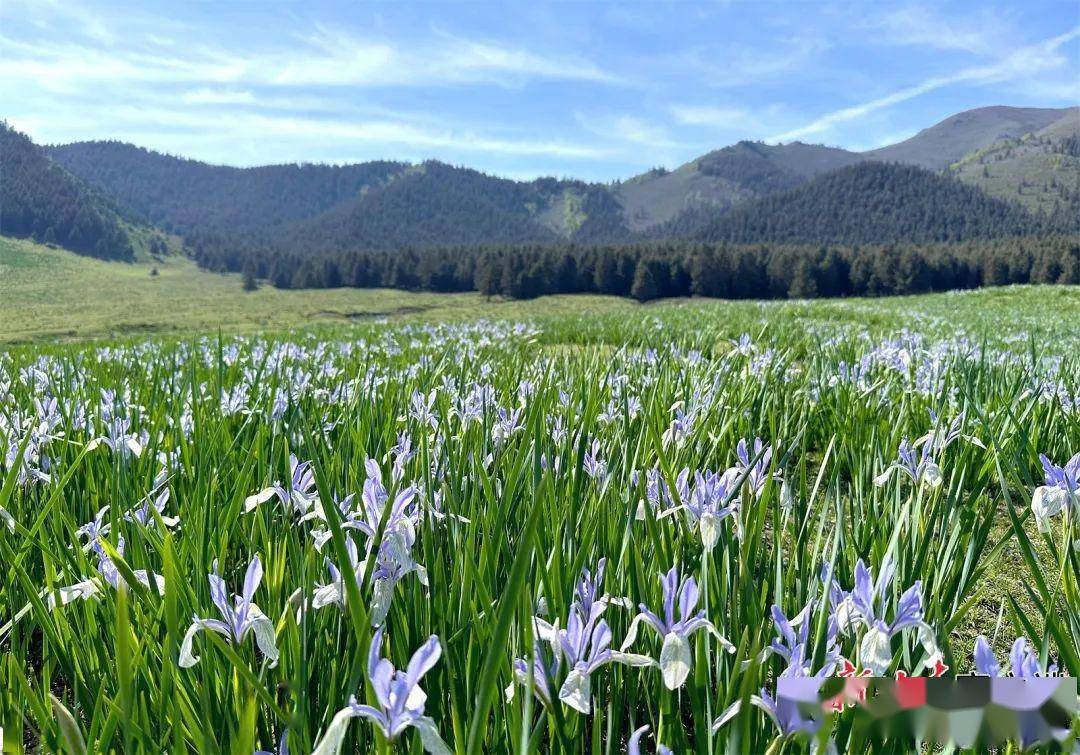 天祝:马兰花开等客来_金奉乾_甘肃_草原