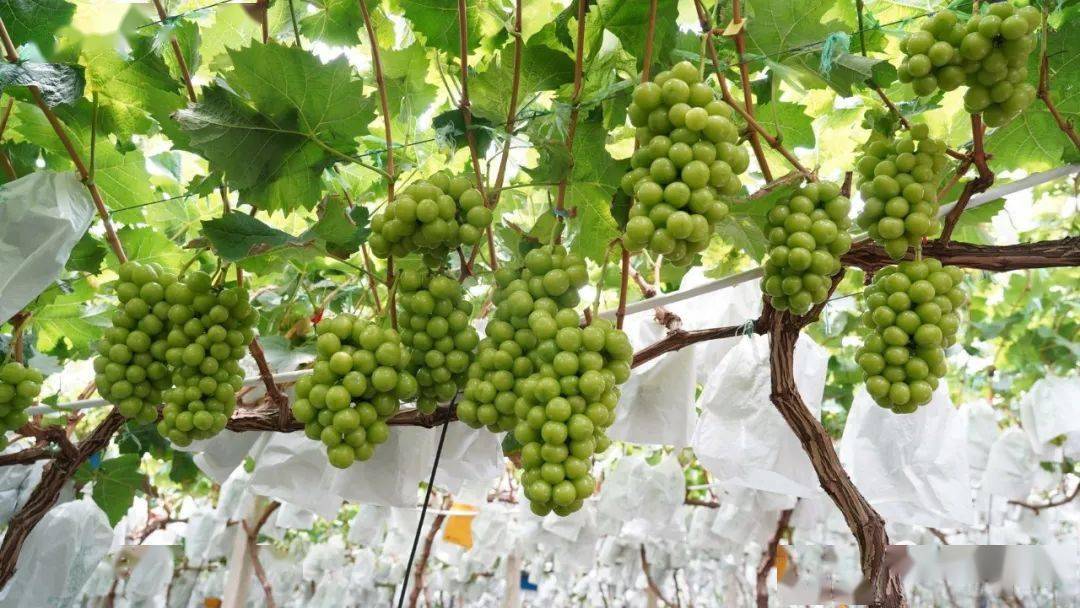 宾川金牛镇4.9万亩葡萄成熟上市_种植_技术_面积