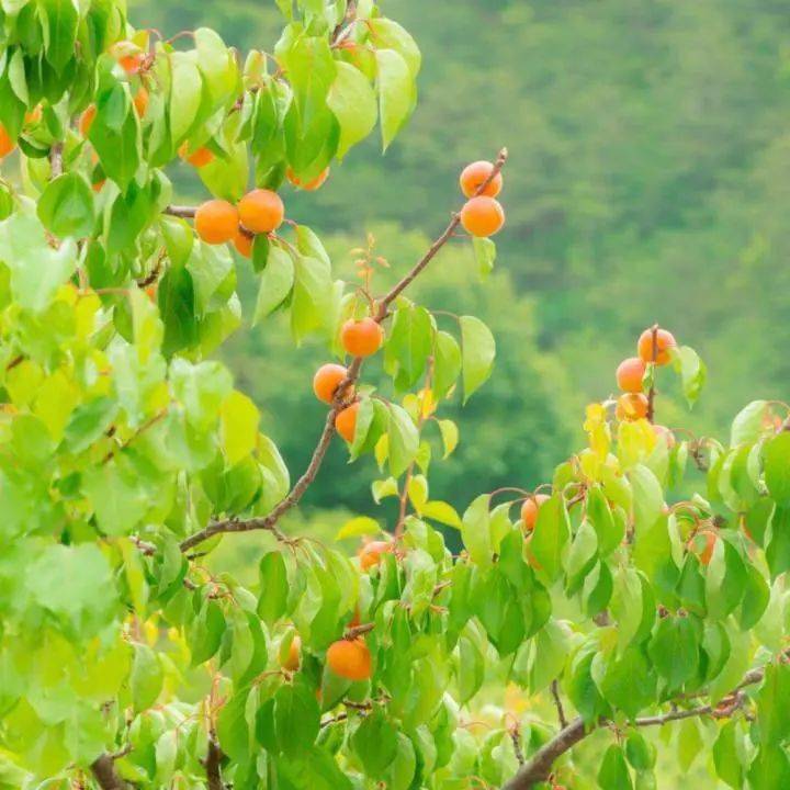 青爱的平谷 | 南独乐河镇北寨红杏采摘正当时!_北寨村_保护_视频