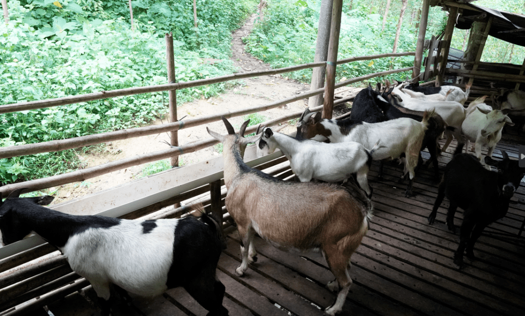 在桥头镇岩旺村,陈月敏家十多年来以养殖石山羊为