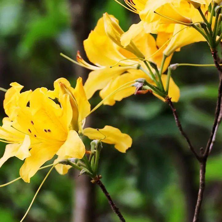太湖这只"竹蜻蜓"火出圈啦_植物_生态_毛脉