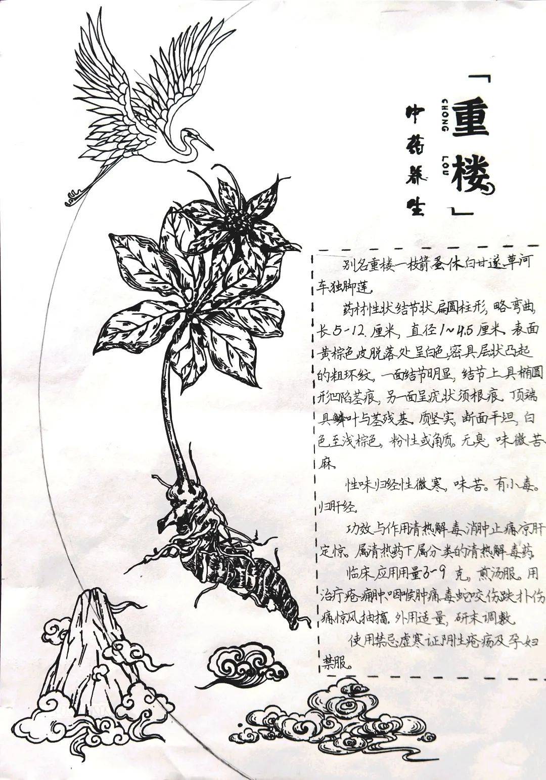 《重楼》《葛根》《野菊花》《三七》中草药文创设计中草药logo设计