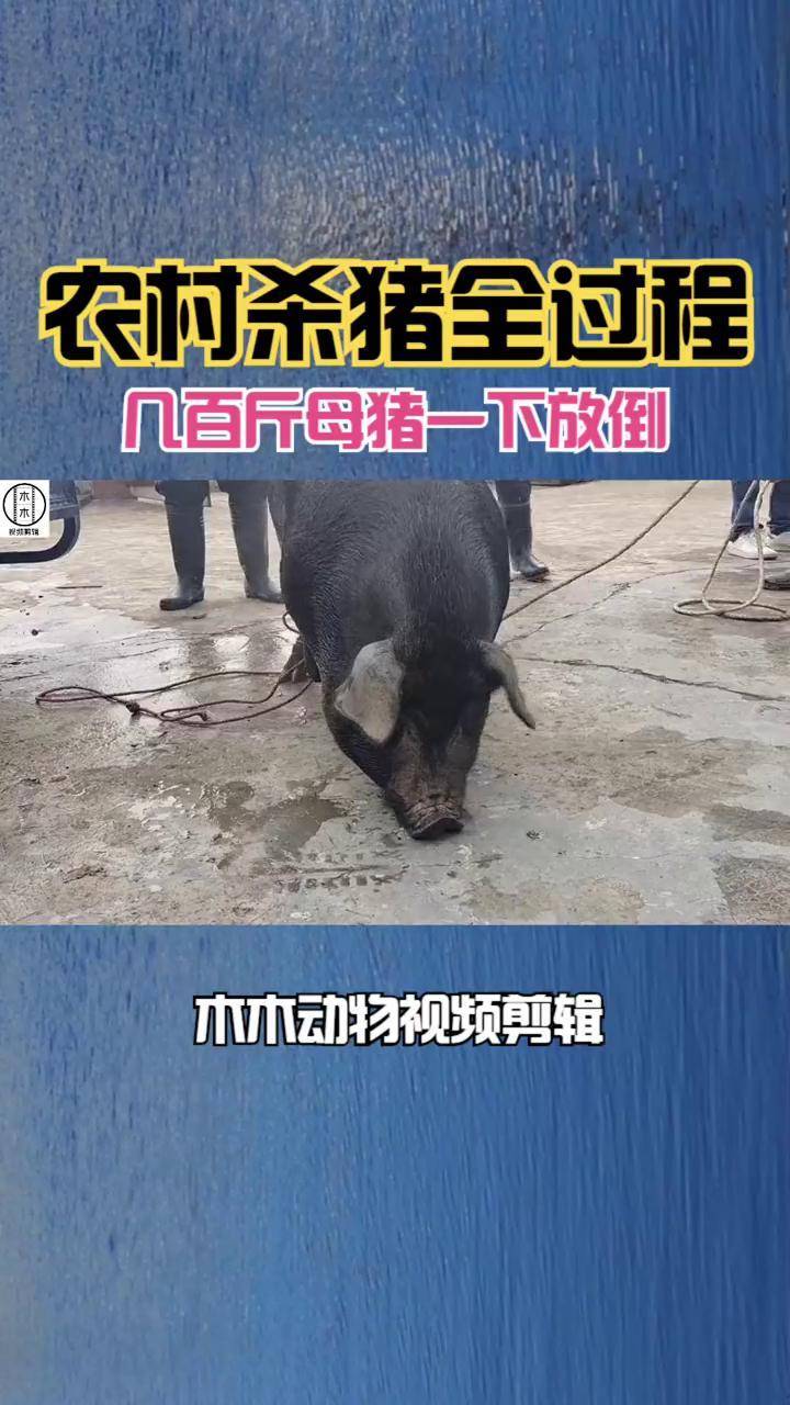 几百斤的母猪一下解决掉