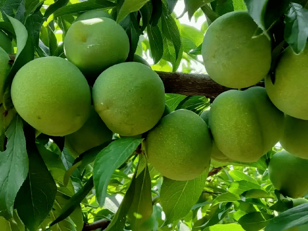巫山脆李6月28日开园上市_保鲜_生产_产地