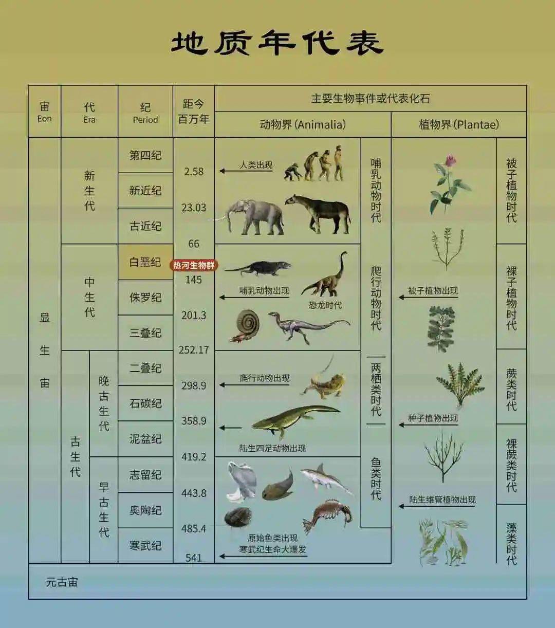 重返白垩纪丨蕨类植物这么小,恐龙吃得饱吗?