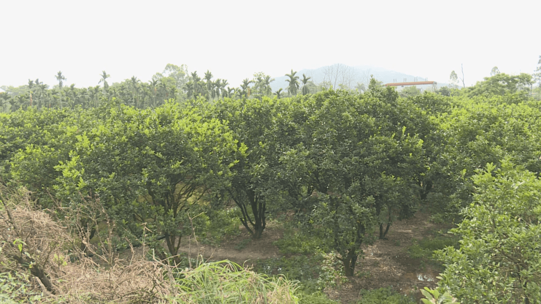 走进屯昌县屯城镇三发村的坡地上,放眼望去一片片绿油油的青金桔树上