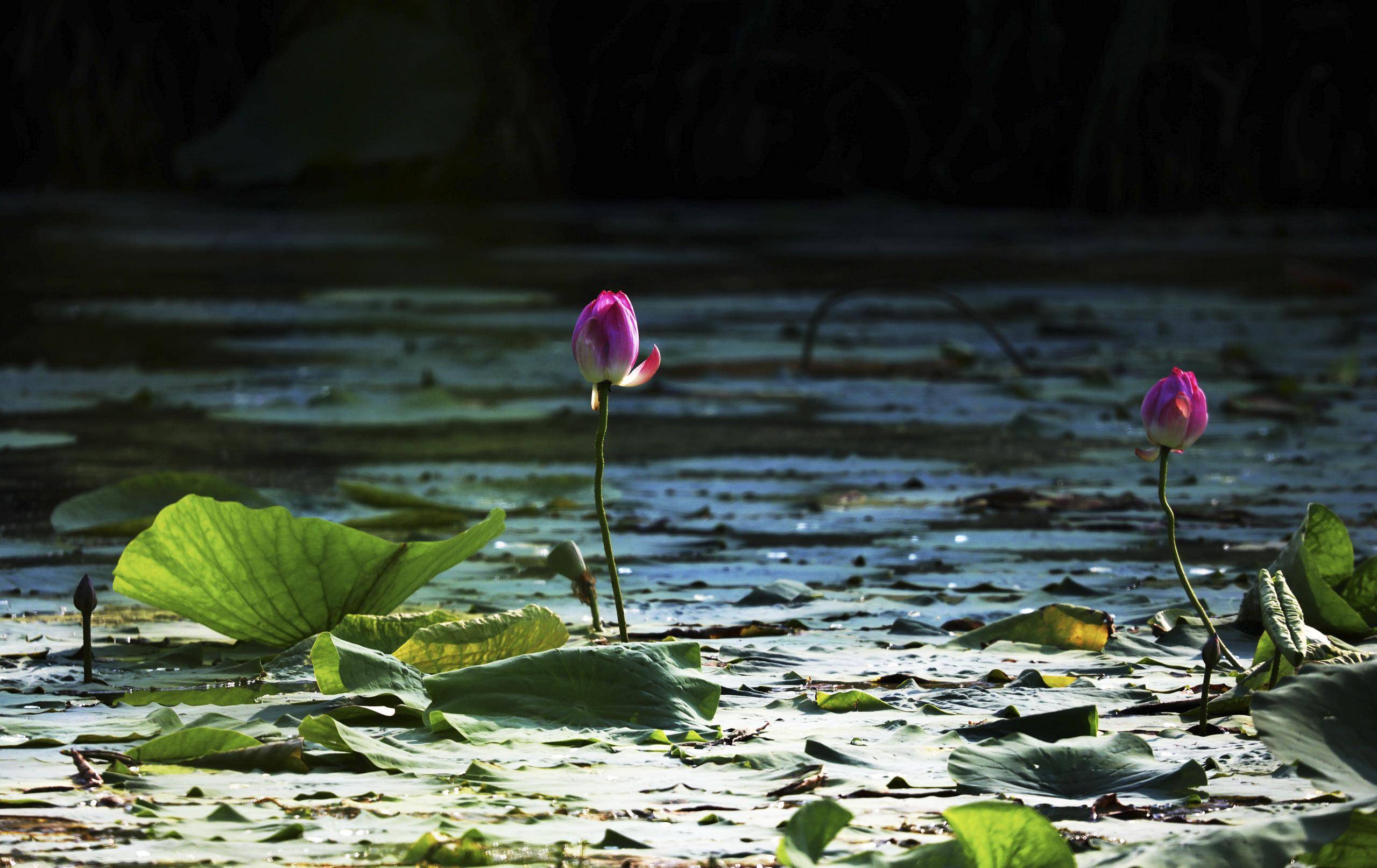 (环境)诗意中国丨荷花宫样美人妆,荷叶临风翠作裳