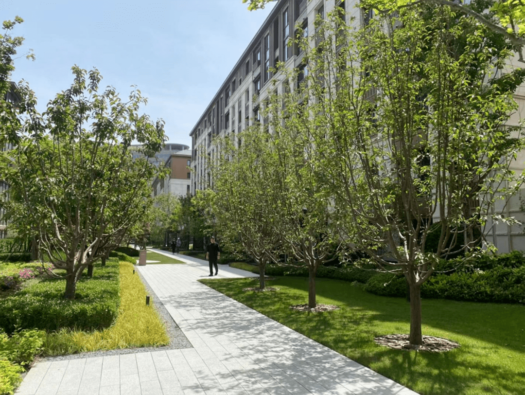 高大乔木类,花乔类,花灌木类丨植物寓意篇_象征_元宝枫_朴树