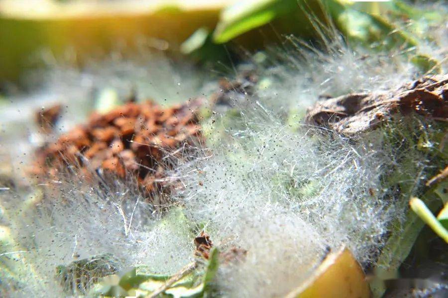 陈皮发霉怎么处理1:常见的霉菌(附网图供参考)_白色_菌丝体_疏松