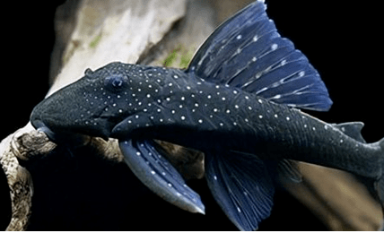 "异宠"知多少丨清道夫_繁殖_品种_熊猫