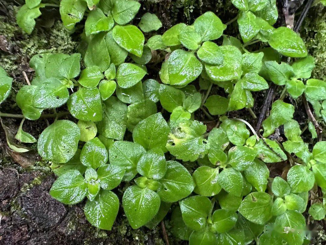 丹霞山植物轻扫(一)_豆科_夹竹桃_hirta