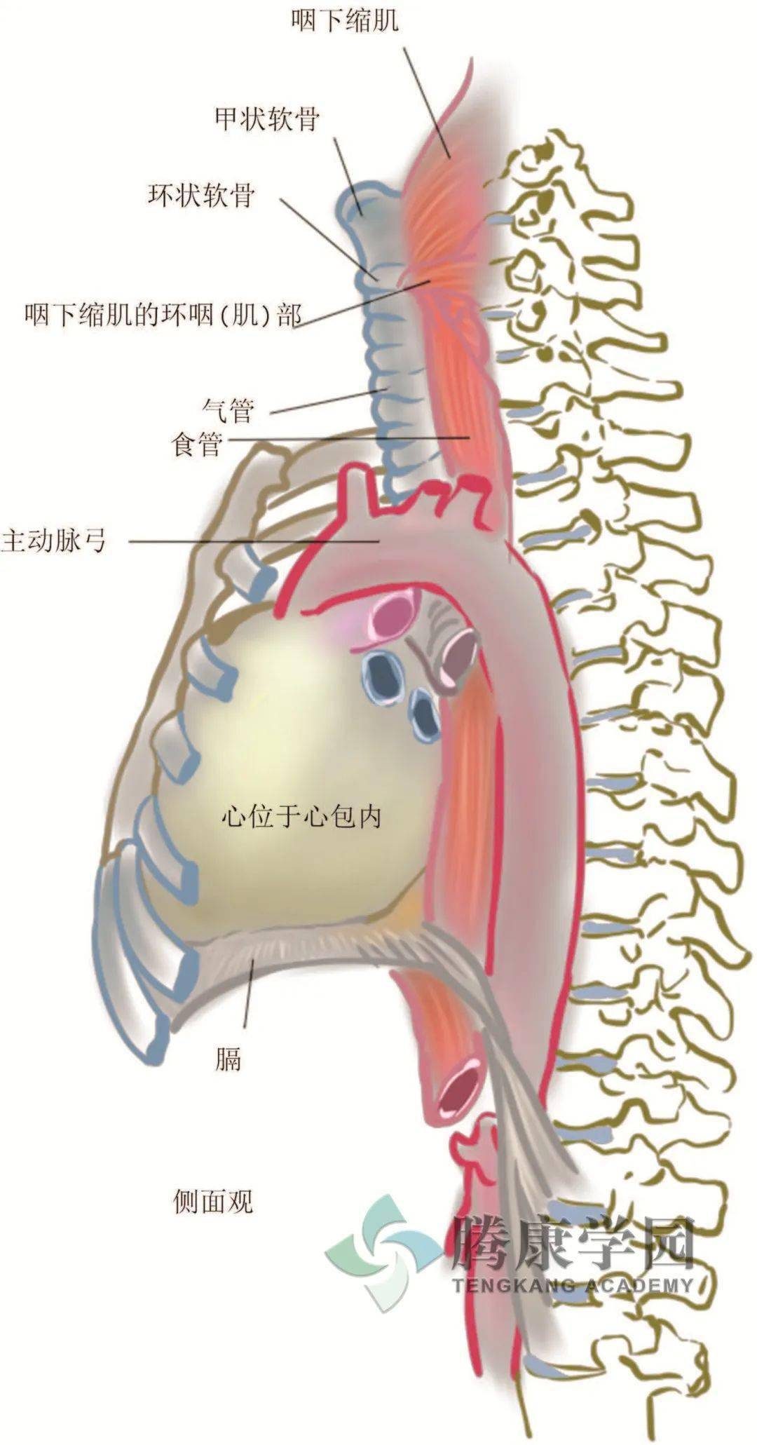 食管裂孔位置解剖图图片