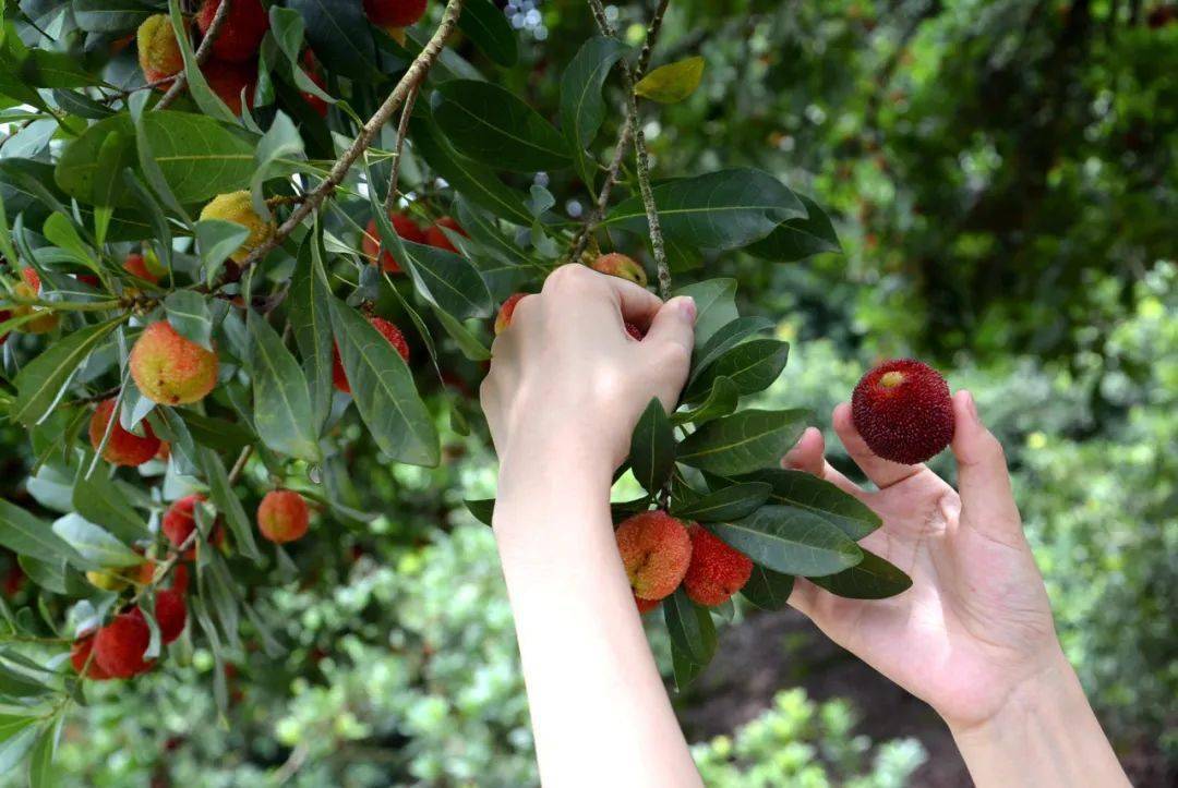 67产地食材 ▎仙居东魁杨梅,甄选好果,鲜甜爆汁不酸牙!
