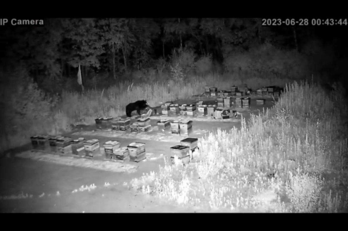 黑熊袭击蜂箱造成四千余元损失，养殖户：养蜂三年第一次遇到，已将蜂厂迁至别处