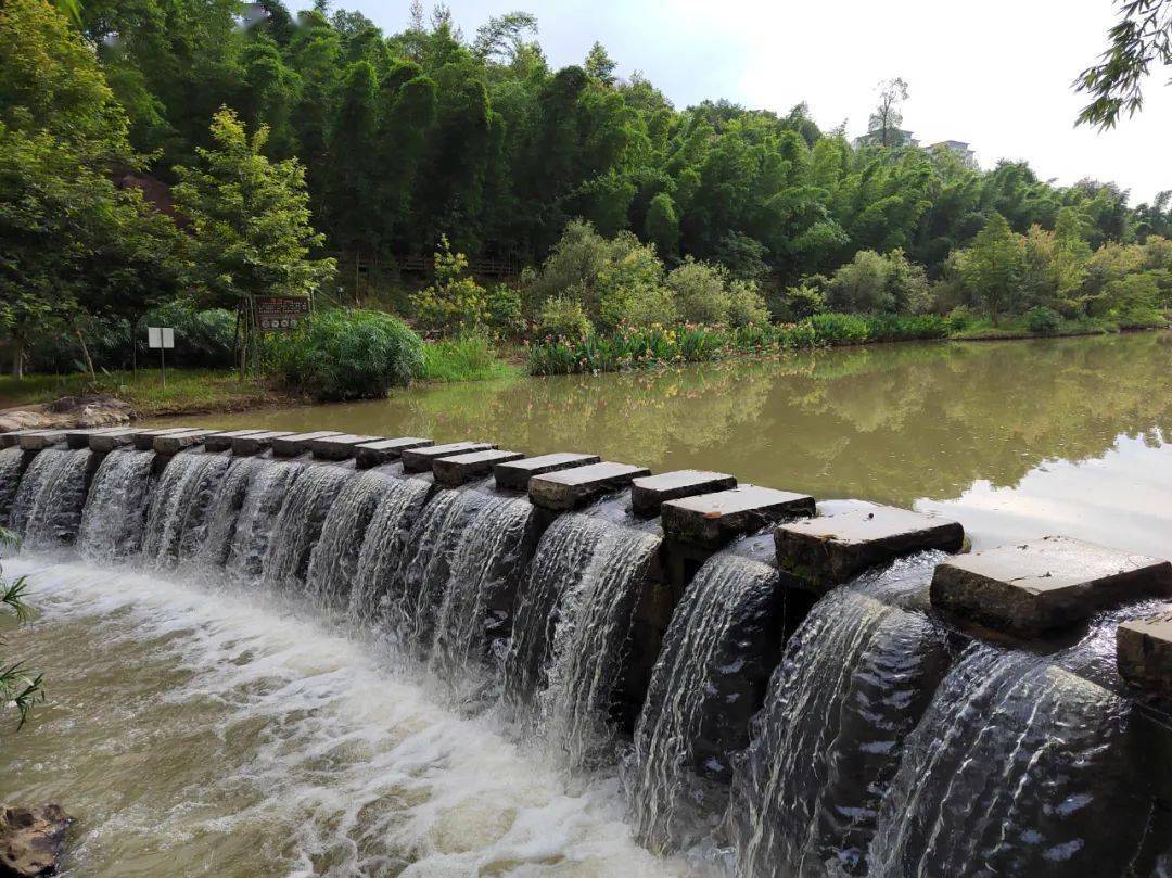 沙县这一网红公园迎来最美时节_湿地_荷塘_鸟儿