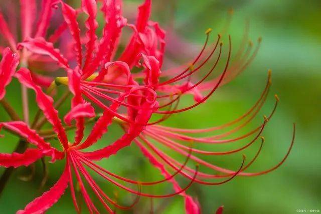 彼岸花:開落千年逝,花葉永不見,黃泉之花,忘川之花,智慧之花_石蒜